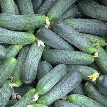 Огірок Наташа F1 /50 насінин/ *Seminis*