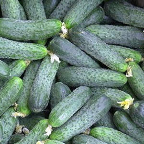 Семена огурца Наташа F1 /50 семян/ *Seminis*