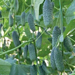 Огурец Дерия F1 /50 семян/ *Enza Zaden*