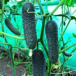 Огурец Георг F1 /50 семян/ *Enza Zaden*