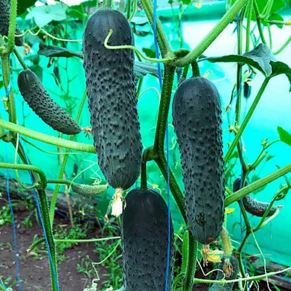 Насіння огірка Георг F1 /50 насінин/ *Enza Zaden*