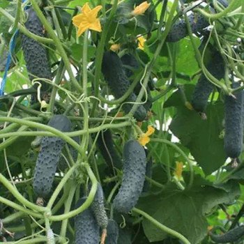 Огурец Седрик F1 /50 семян/ *Enza Zaden*