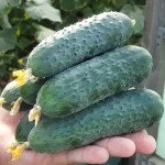 Огурец Северин F1 /50 семян/ *Enza Zaden*