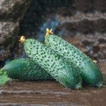 Огірок Ронел F1 /50 насінин/ *Enza Zaden*