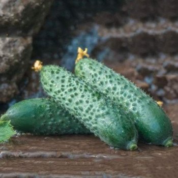 Огірок Ронел F1 /50 насінин/ *Enza Zaden*