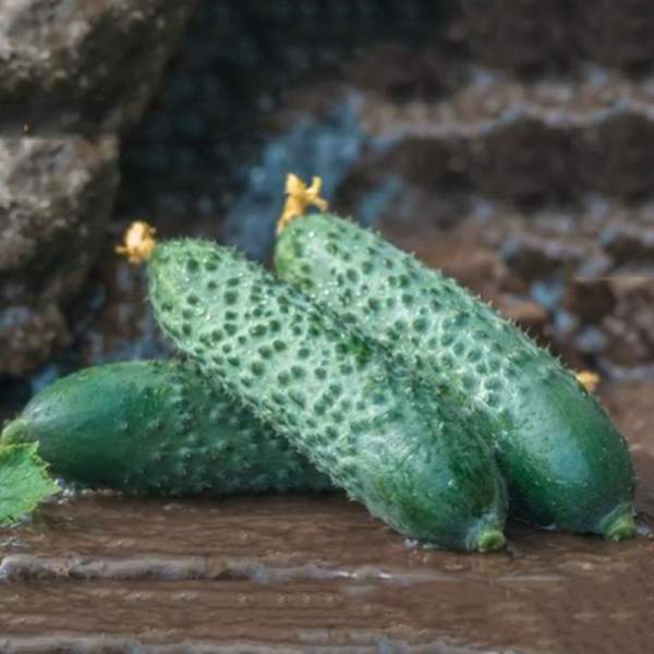 Насіння огірка Ронел F1 /50 насінин/ *Enza Zaden*