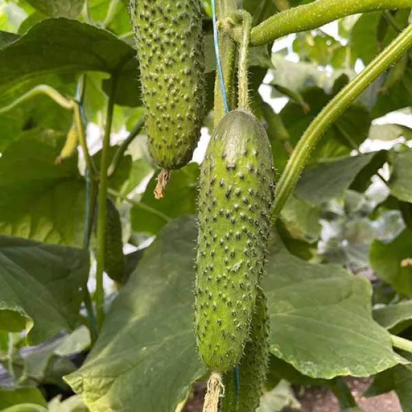 Насіння огірка Ансгар F1 /50 насінин/ *Enza Zaden*