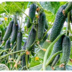 Огірок Баде F1 /50 насінин/ *Yuksel Seeds*