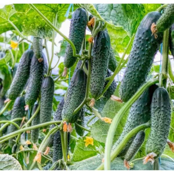 Семена огурца Баде F1 /50 семян/ *Yuksel Seeds*