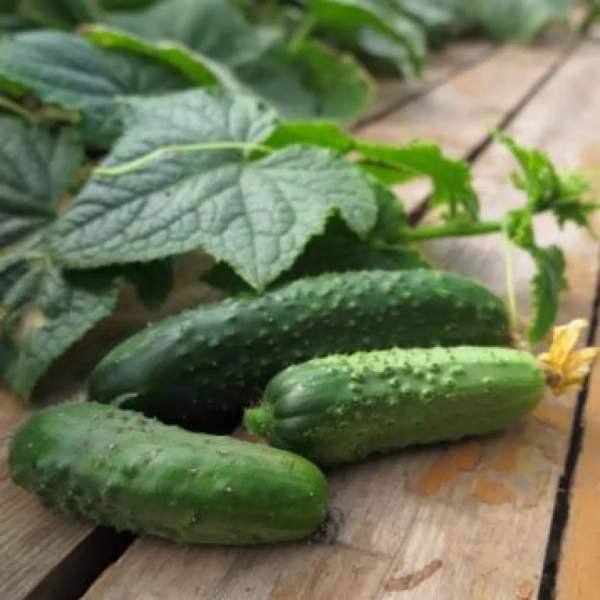 Насіння огірка Лютояр F1 /50 насінин/ *Yuksel Seeds*