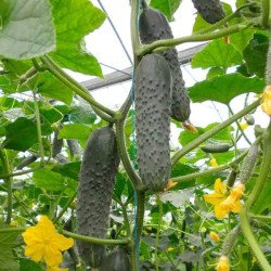 Огурец Мозаик F1 /50 семян/ *Yuksel Seeds*