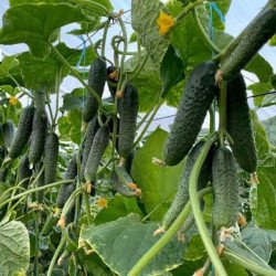 Огурец Примеро F1 /50 семян/ *Yuksel Seeds*