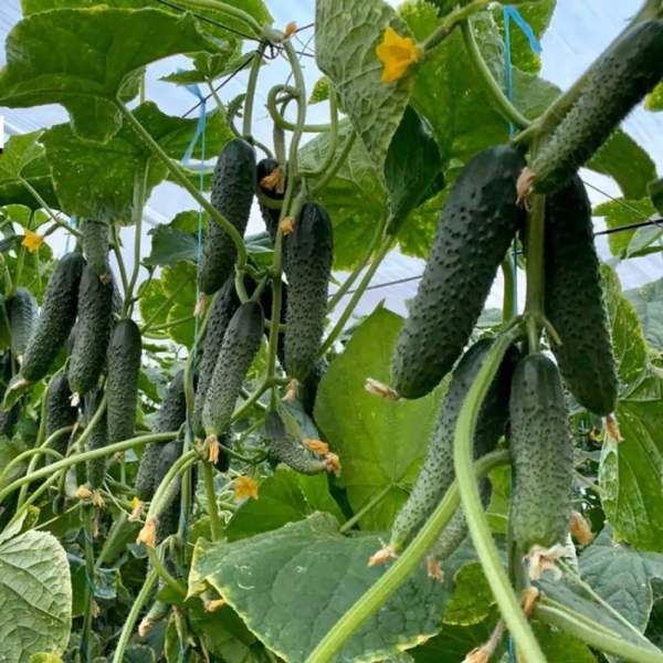 Насіння огірка Прімеро F1 /50 насінин/ *Yuksel Seeds*