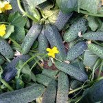 Огурец Сертел F1 /50 семян/ *Yuksel Seeds*