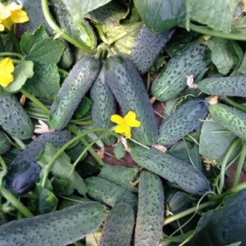 Огурец Сертел F1 /50 семян/ *Yuksel Seeds*