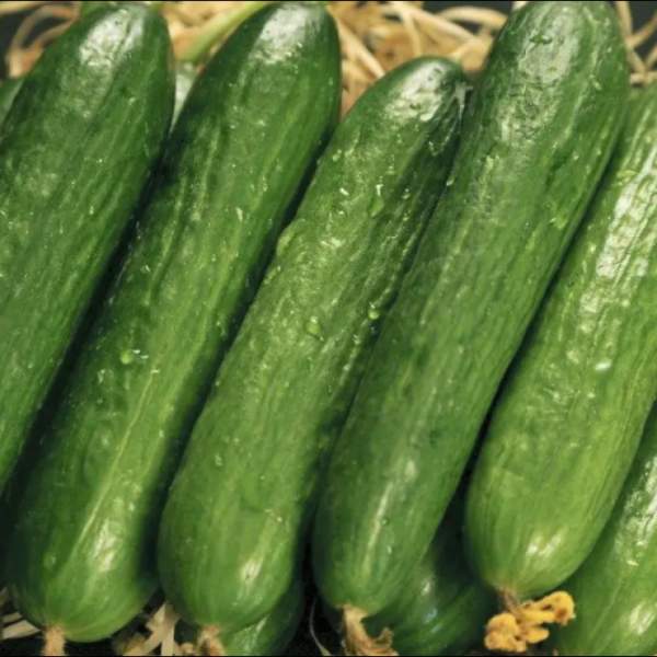 Семена огурца Салим F1 /50 семян/ *Nong Woo Bio*