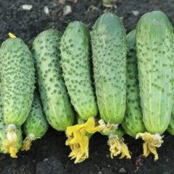 Огірок Авенсіс F1 /50 насінин/ *Nong Woo Bio*