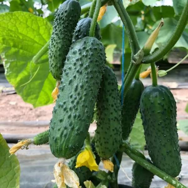 Семена огурца Аскольд F1 /50 семян/ *Nong Woo Bio*