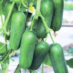 Огурец Фонтина F1 /50 семян/ *Nong Woo Bio*