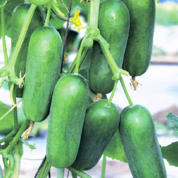 Семена огурца Фонтина F1 /50 семян/ *Nong Woo Bio*