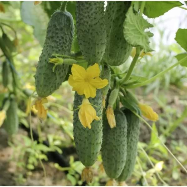 Насіння огірка Грін Пік F1 /50 насінин/ *United Genetics*