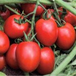 Томат Діно F1 /50 насінин/ *Clause*