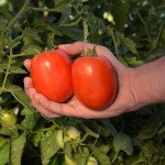 Томат Кафа F1 F1 /50 семян/ *Clause*