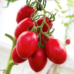Томат Пьетра Росса F1 /50 семян/ *Clause*