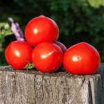 Томат Каста F1 F1 /50 семян/ *Clause*