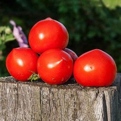 Томат Каста F1 F1 /50 семян/ *Clause*