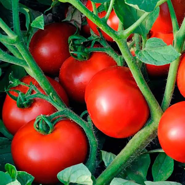 Семена томата Акела F1 /50 семян/ *Clause*