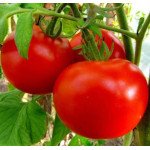 Томат Йолнар F1 /50 насінин/ *Clause*