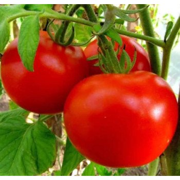 Томат Йолнар F1 /50 насінин/ *Clause*