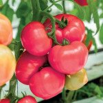 Томат Макан F1 /10 семян/ *Clause*