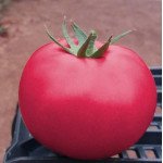 Томат Пінк Кристал F1 /10 насінин/ *Clause*