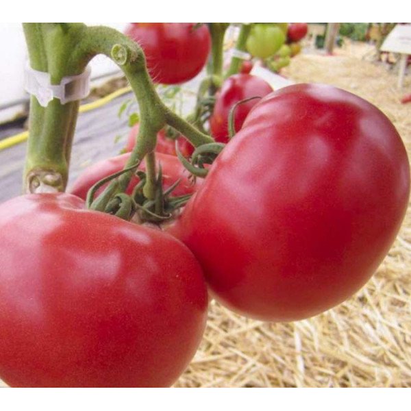 Семена томата Афен F1 /10 семян/ *Clause*