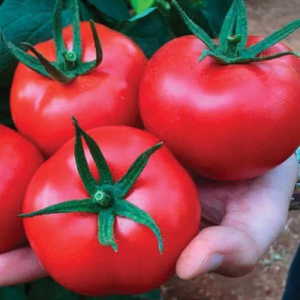 Насіння томату Маско F1 /10 насінин/ *Clause*