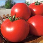 Томат Оазис F1 /10 семян/ *Clause*