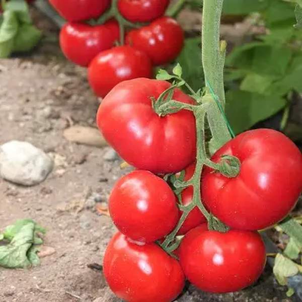 Насіння томату Чімган F1 /10 насінин/ *Clause*