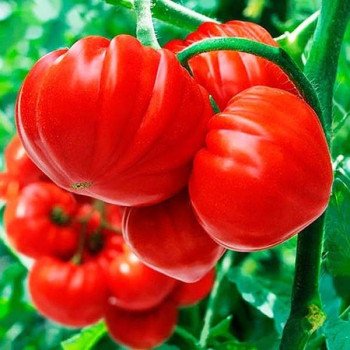 Томат Сарра F1 /10 семян/ *Clause*