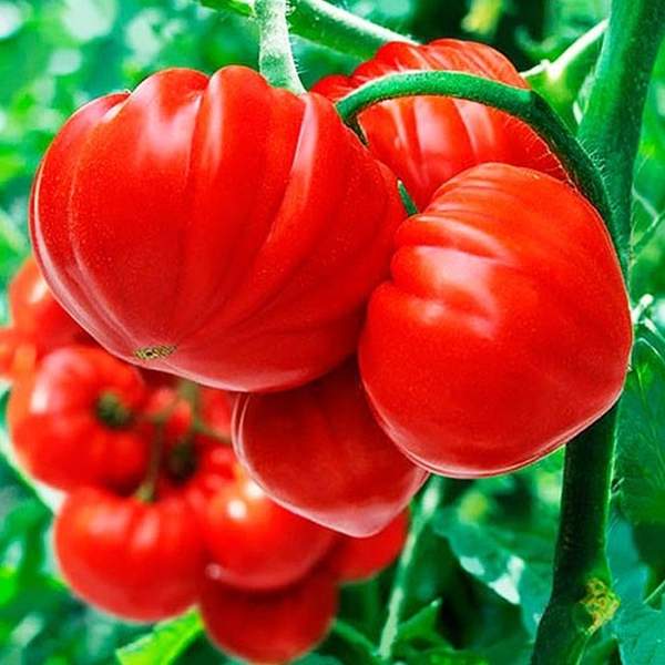 Насіння томату Сарра F1 /10 насінин/ *Clause*