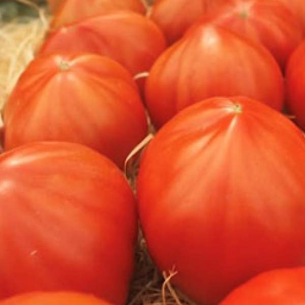 Семена томата Массон F1 /10 семян/ *Clause*