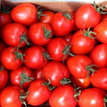 Томат Колібрі F1 /10 насінин/ *Clause*