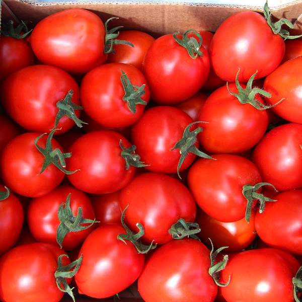 Насіння томату Колібрі F1 /10 насінин/ *Clause*