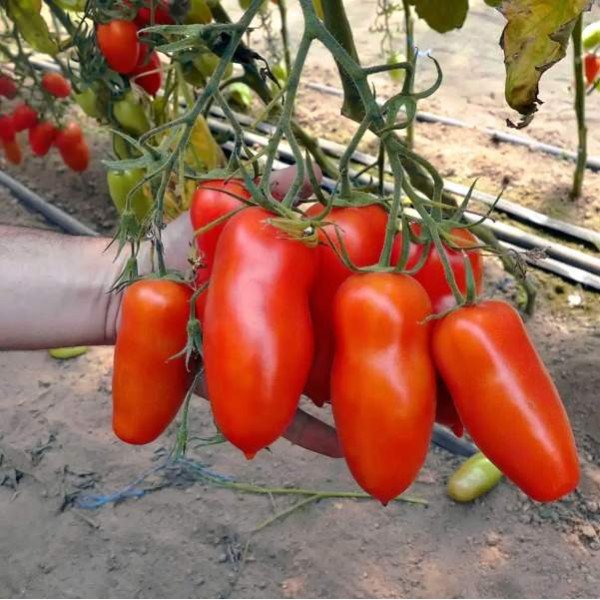 Семена томата Айдар F1 /10 семян/ *Clause*