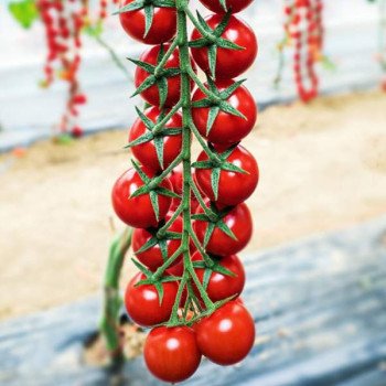 Томат Миноприо F1 /10 семян/ *Clause*