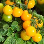 Томат Голдвин F1 /10 семян/ *Clause*