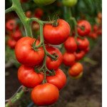 Томат Алазія F1 /10 насінин/ *Rijk Zwaan*
