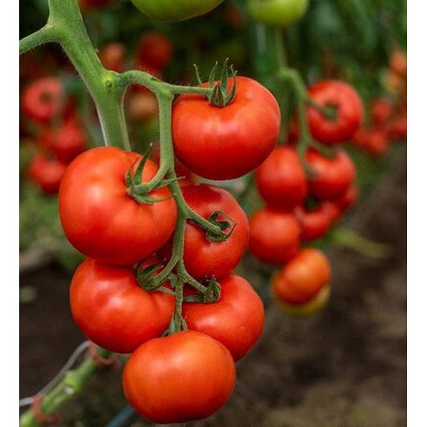 Семена томата Алазия F1 /10 шт/ *Rijk Zwaan* *Rijk Zwaan*