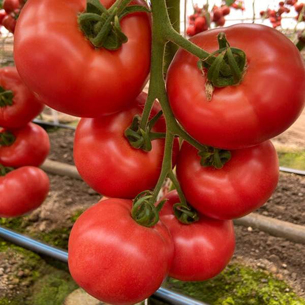 Семена томата Масуми F1 /10 шт/ *Rijk Zwaan*